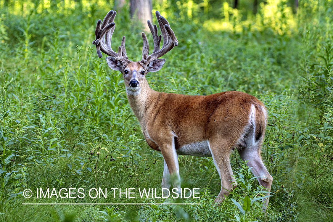 White-tailed buck in Velvet.