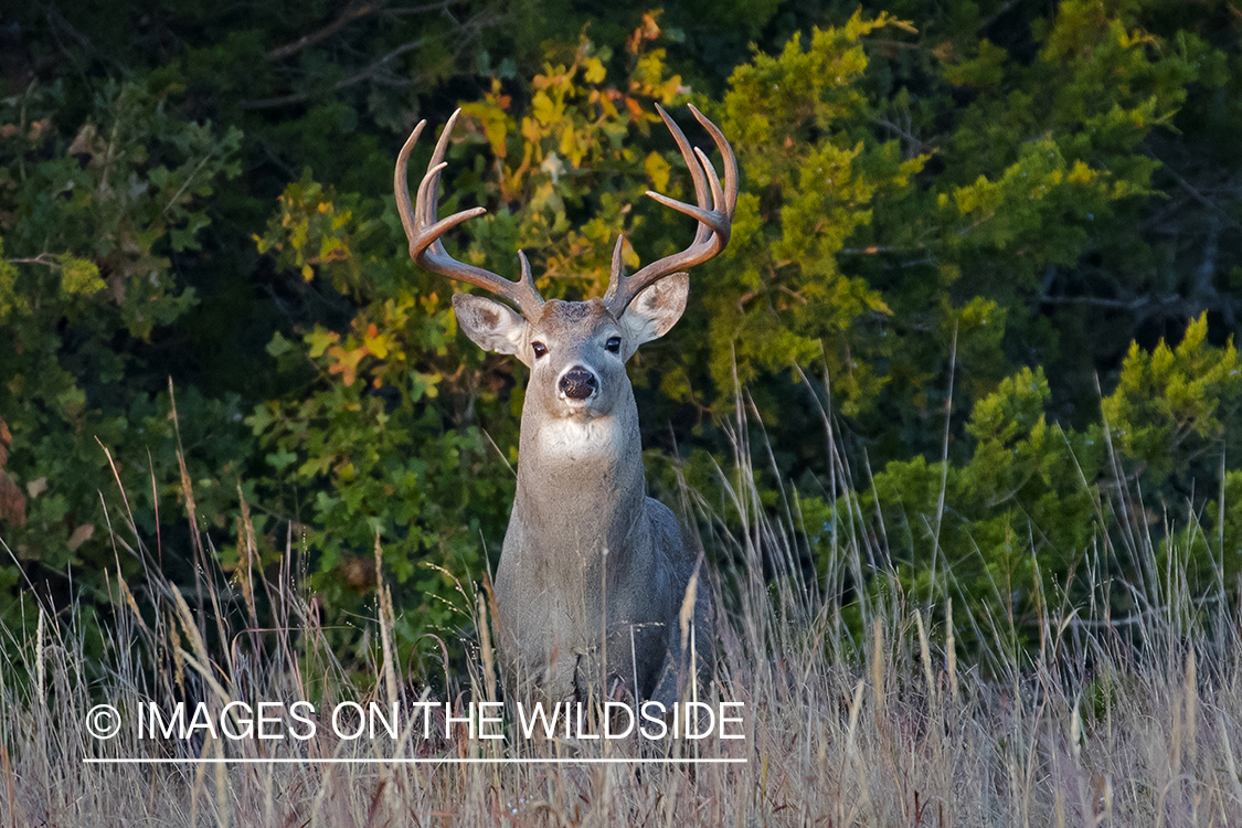 White-tailed buck in field.