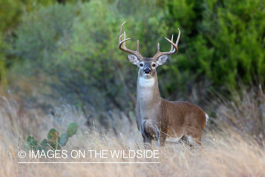 White-tailed buck in field.