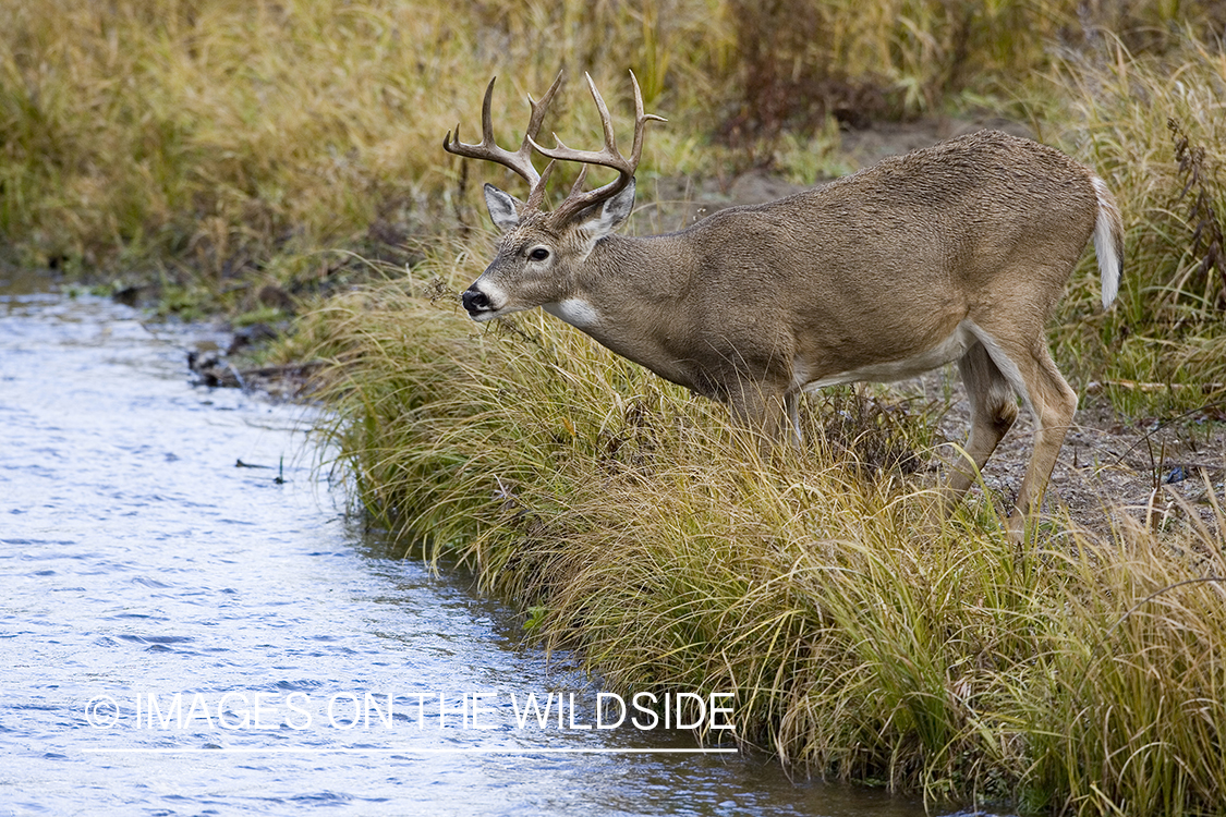 White-tailed deer in habitat