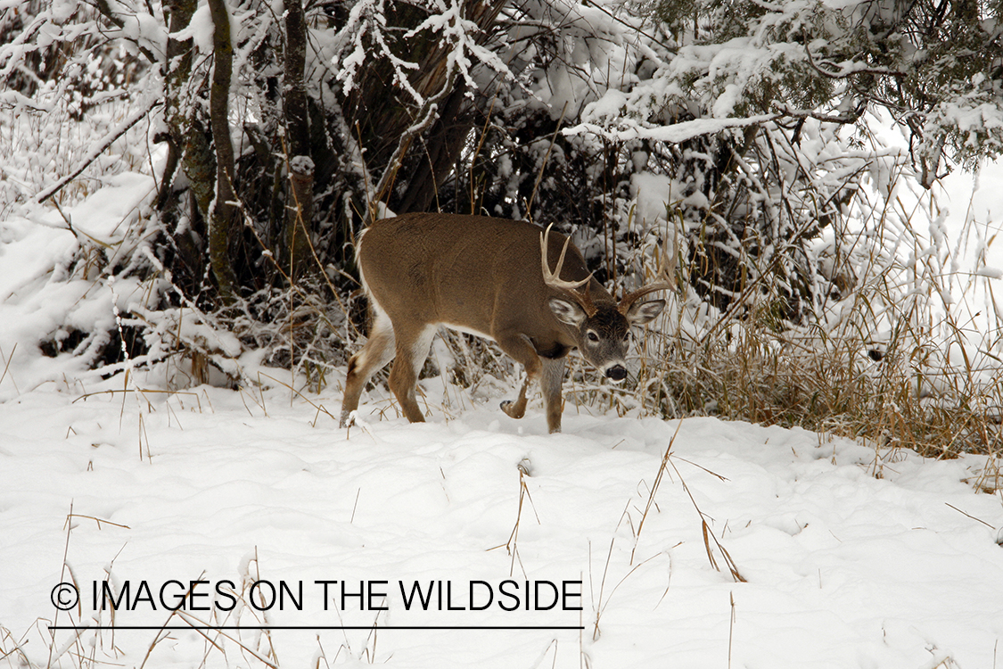 White-tailed deer in habitat