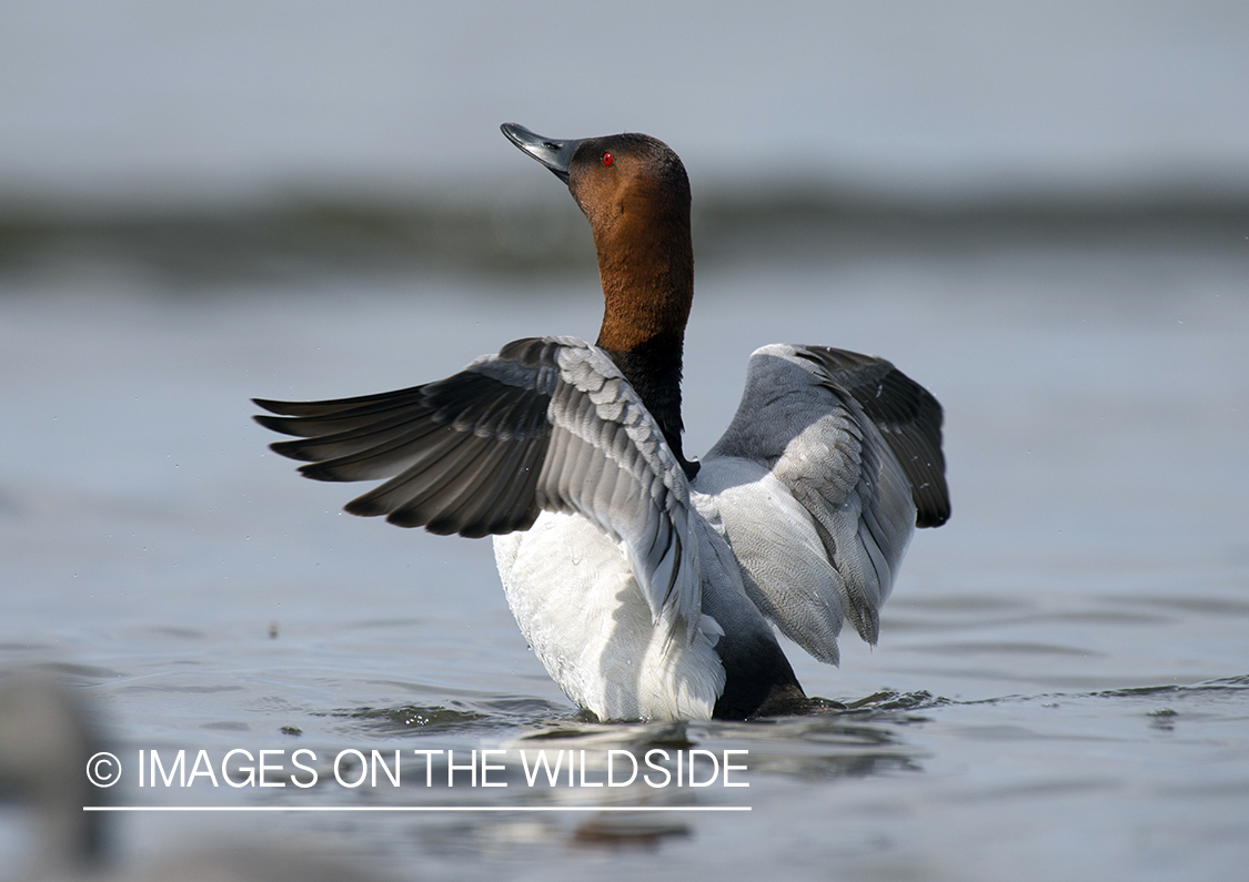 Canvasback in habitat.