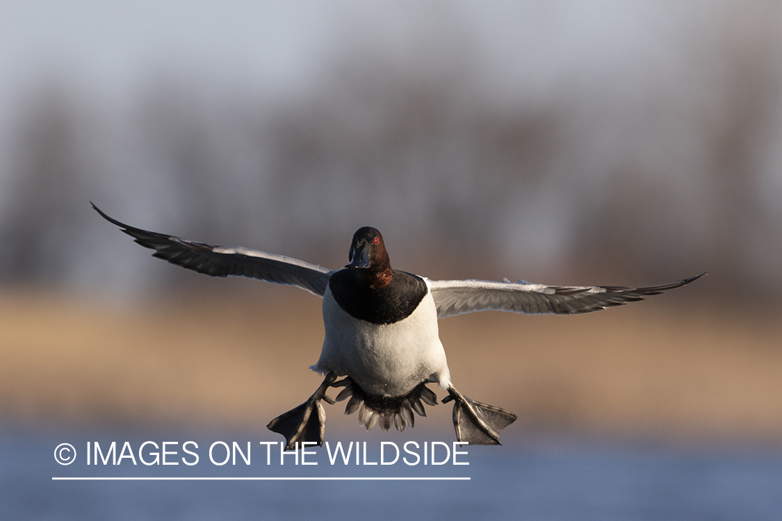 Canvasback drake in flight.