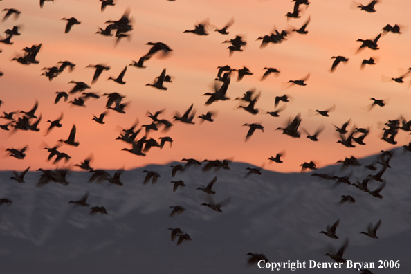 Flock of mallards in flight.