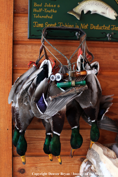 Hanging bagged mallards with duck calls. 