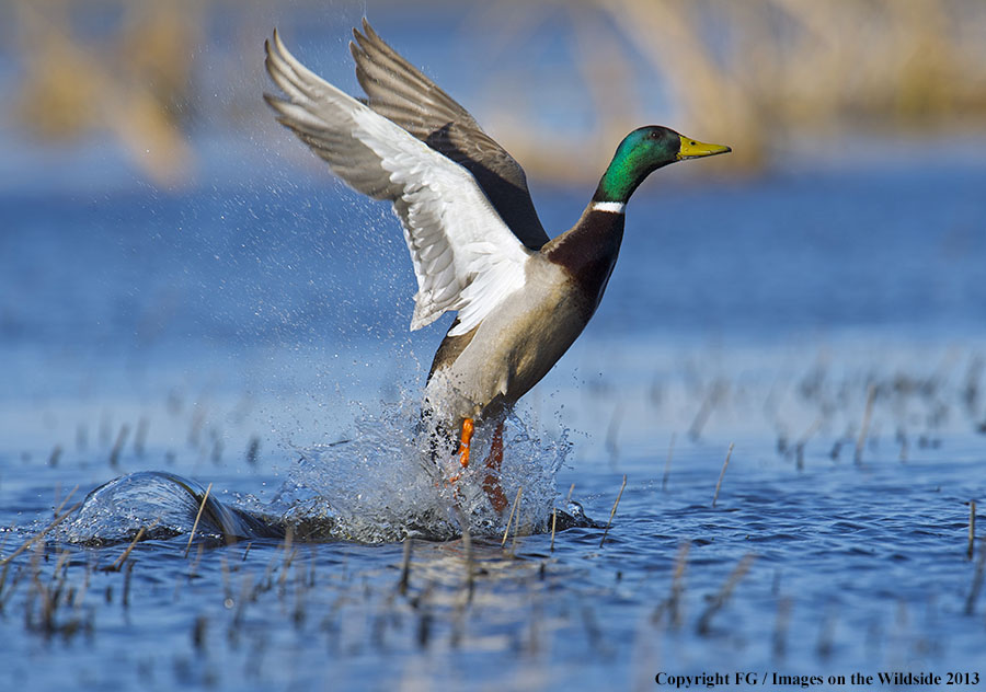 Mallard taking flight.