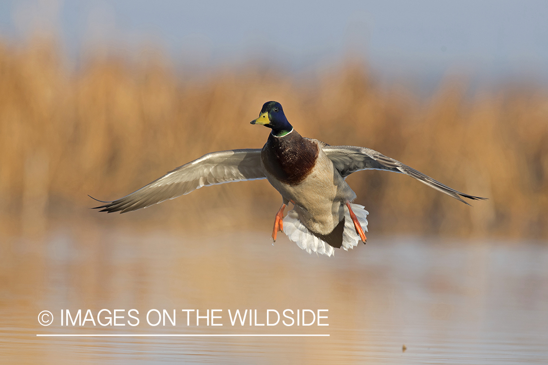 Mallard in flight.