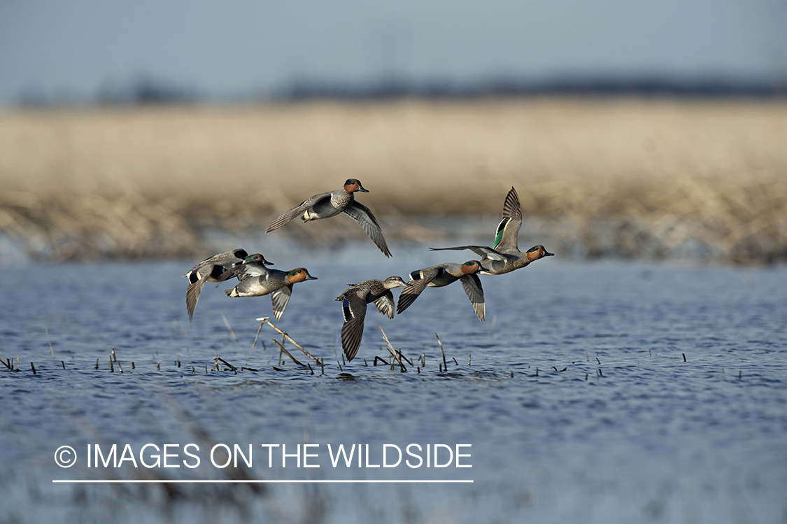 Green-winged Teal in flight.