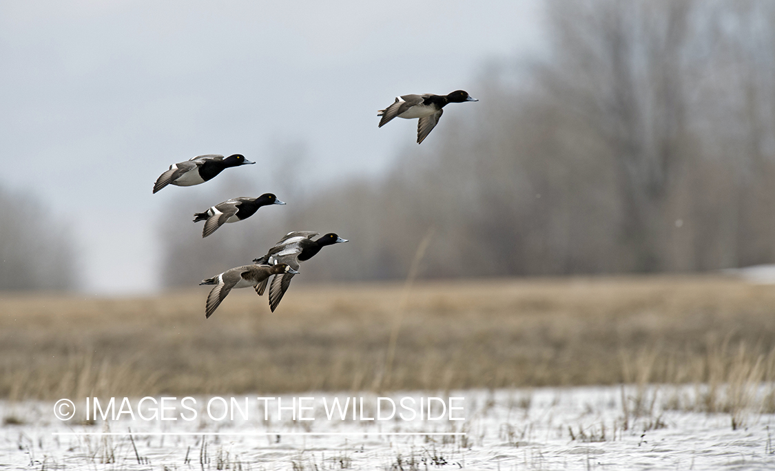 Lesser Scaup flying in winter.