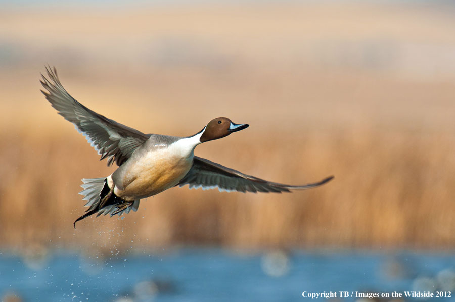 Pintail Ducks in wetland.