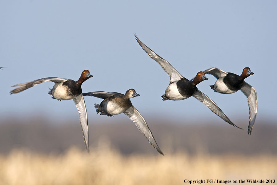 Flock of readhead ducks in flight.