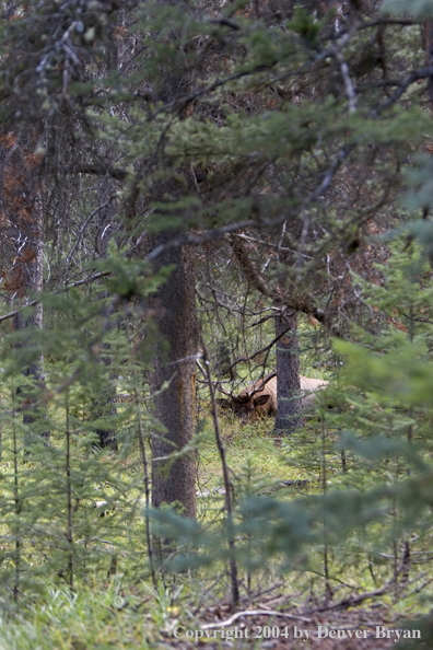 Rocky Mountain bull elk bedded in forest.