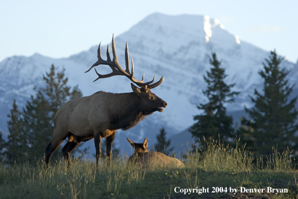 Rocky Mountain bull elk with cow.  Mountain backdrop.