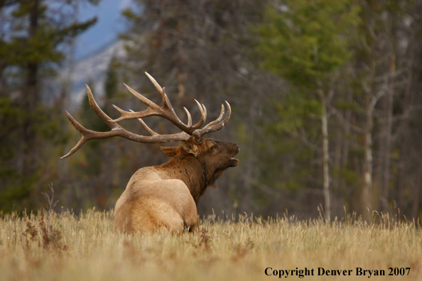 Rocky Mountain Elk bedded down