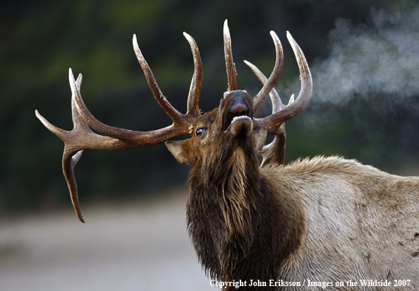 Rocky Mountain Elk bugling