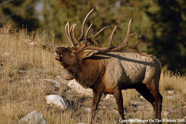 Bull Elk