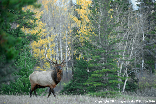 Rocky Mountain Bull Elk