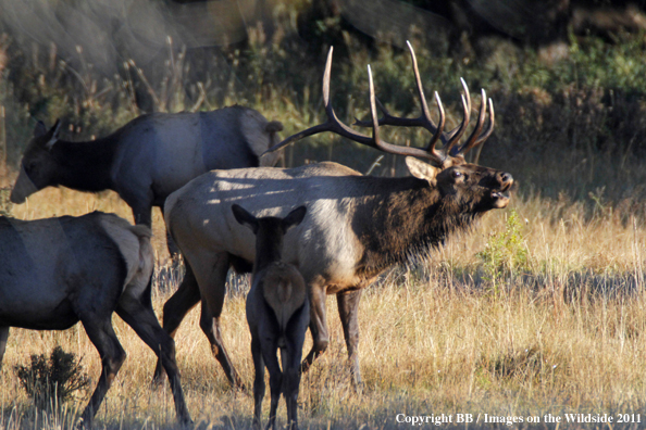 Bull Elk bugling. 