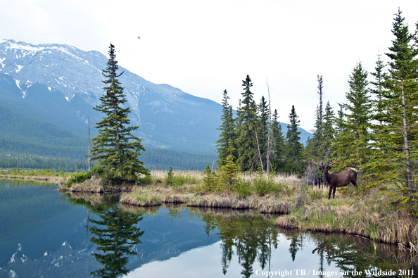 Rocky Mountain bull elk in habitat. 