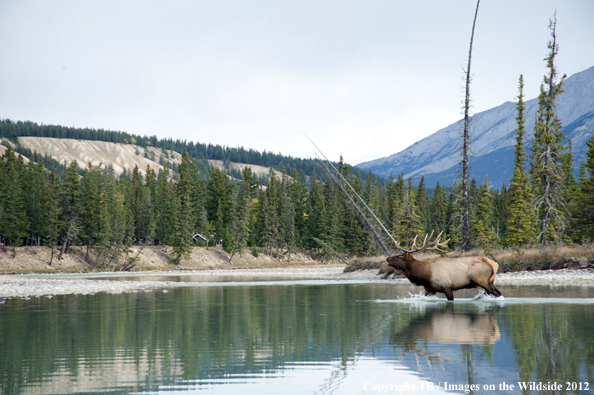 Bull elk bugling. 