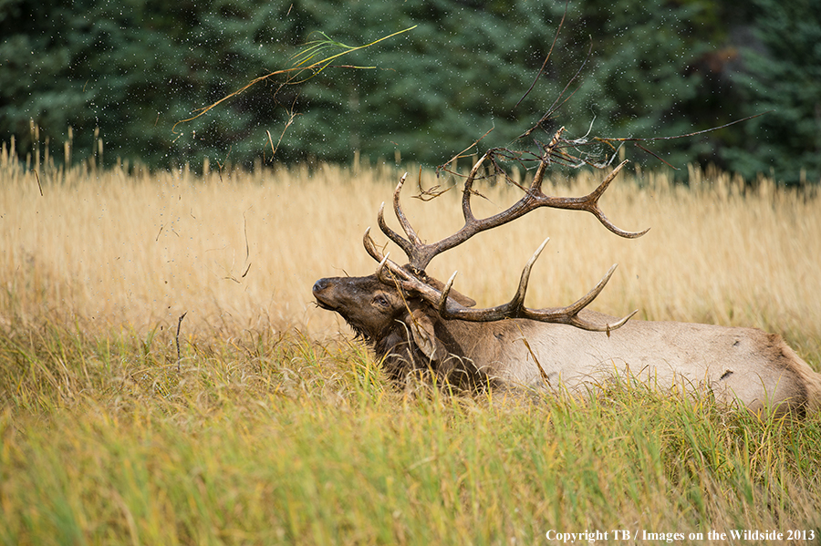 Rocky Mountain Elk in habitat.