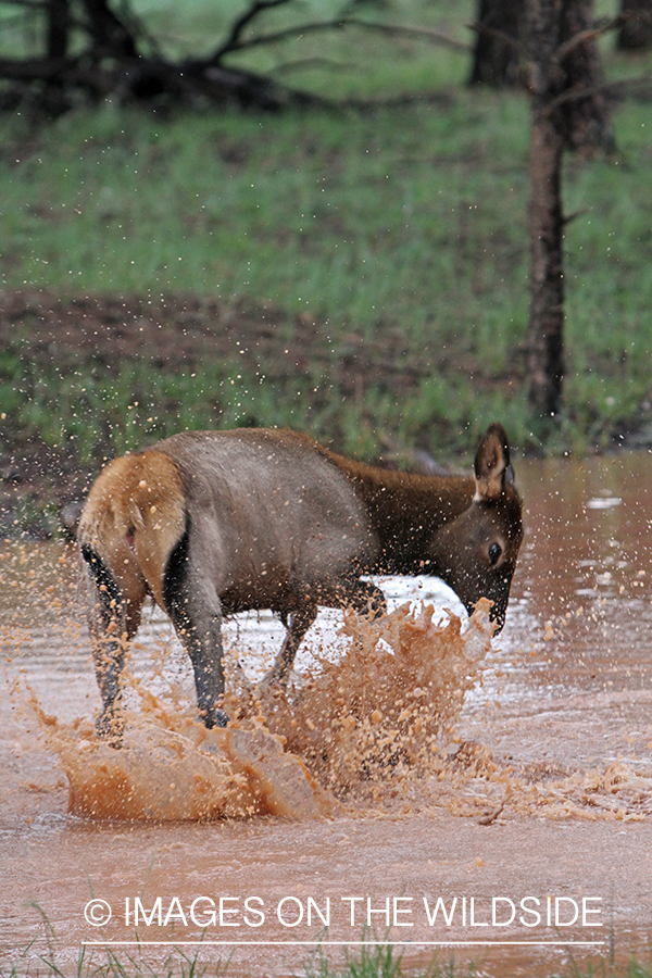 Rocky Mountain Elk calf playing in water. 