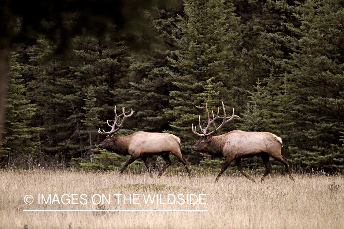 Rocky Mountain Bulls competing during the rut.