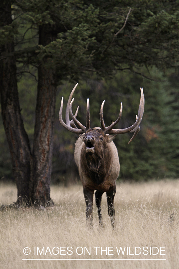 Rocky Mountain Bull Elk bugling in habitat.