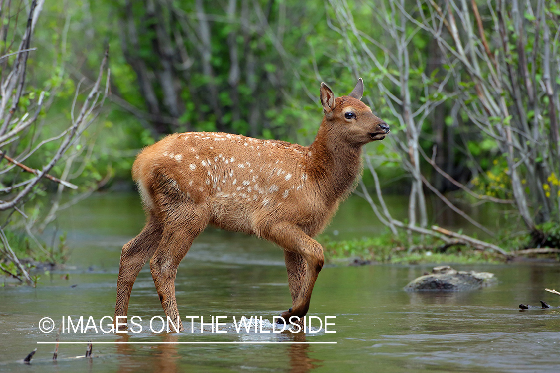 Rocky Mountain elk calf