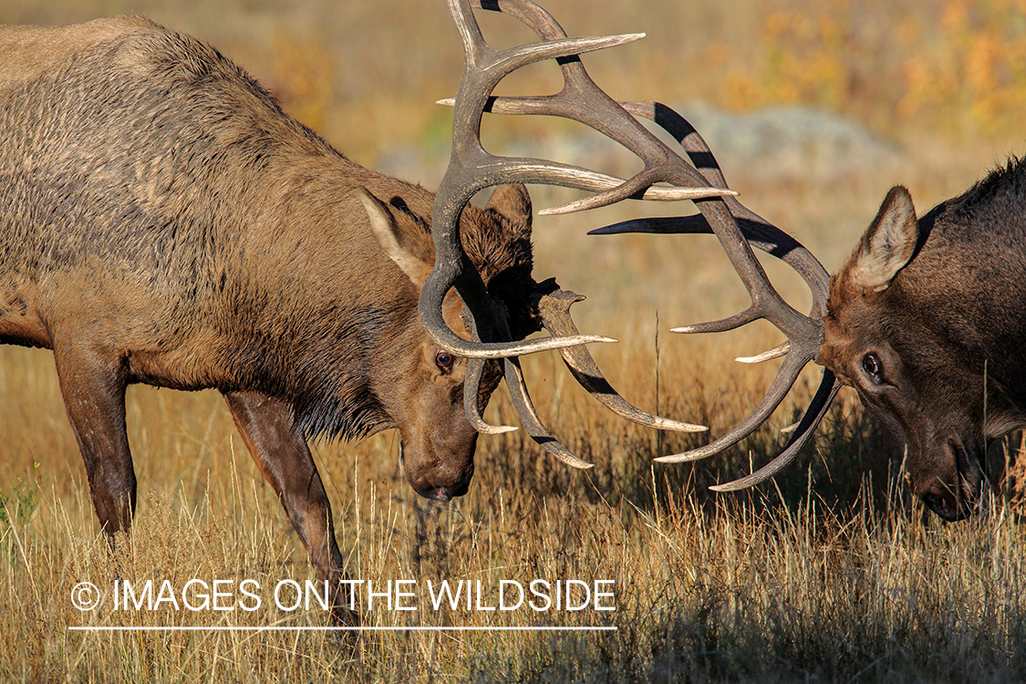 Bull elk fighting during rut.