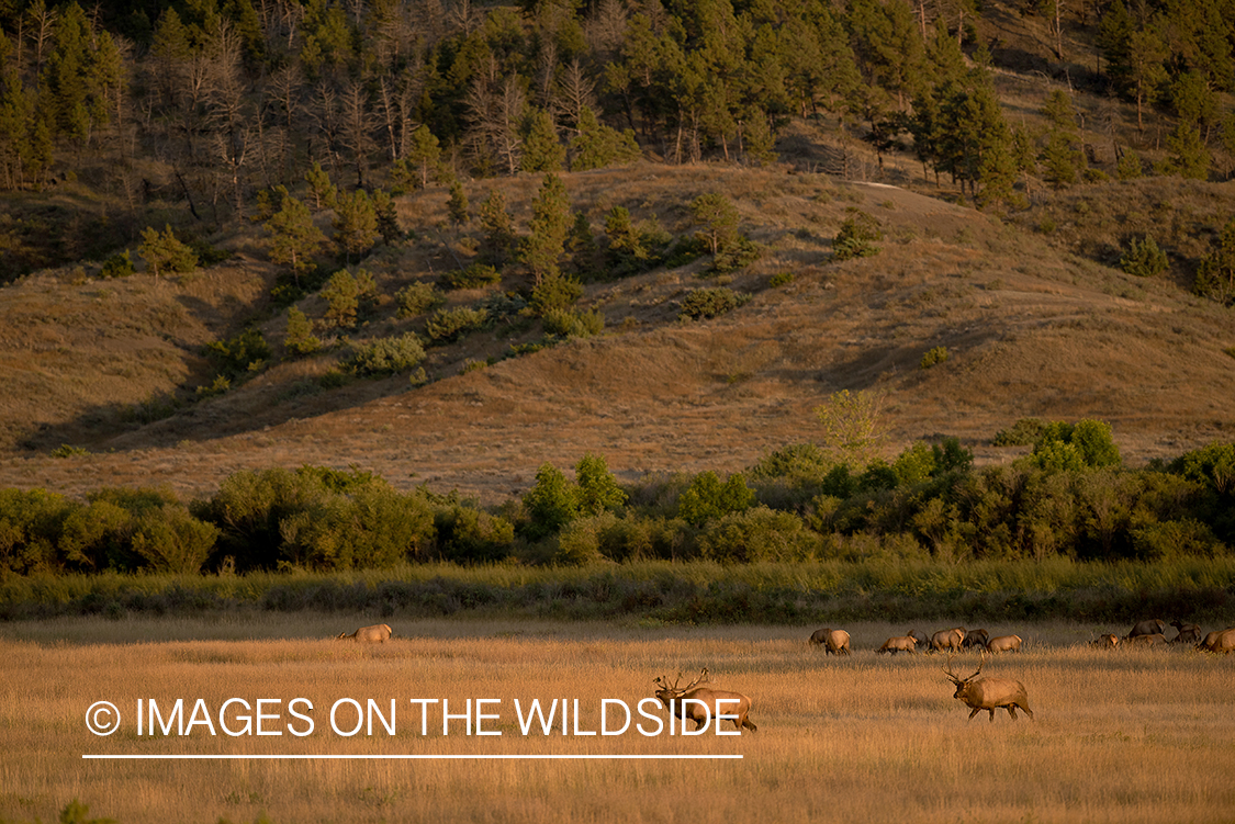 Elk in field.