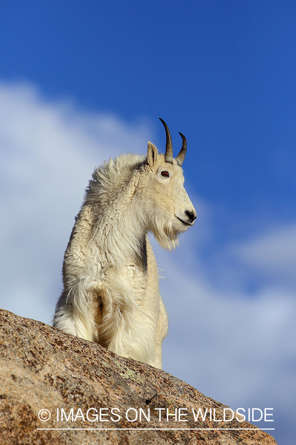 Rocky Mountain Goat in habitat. 