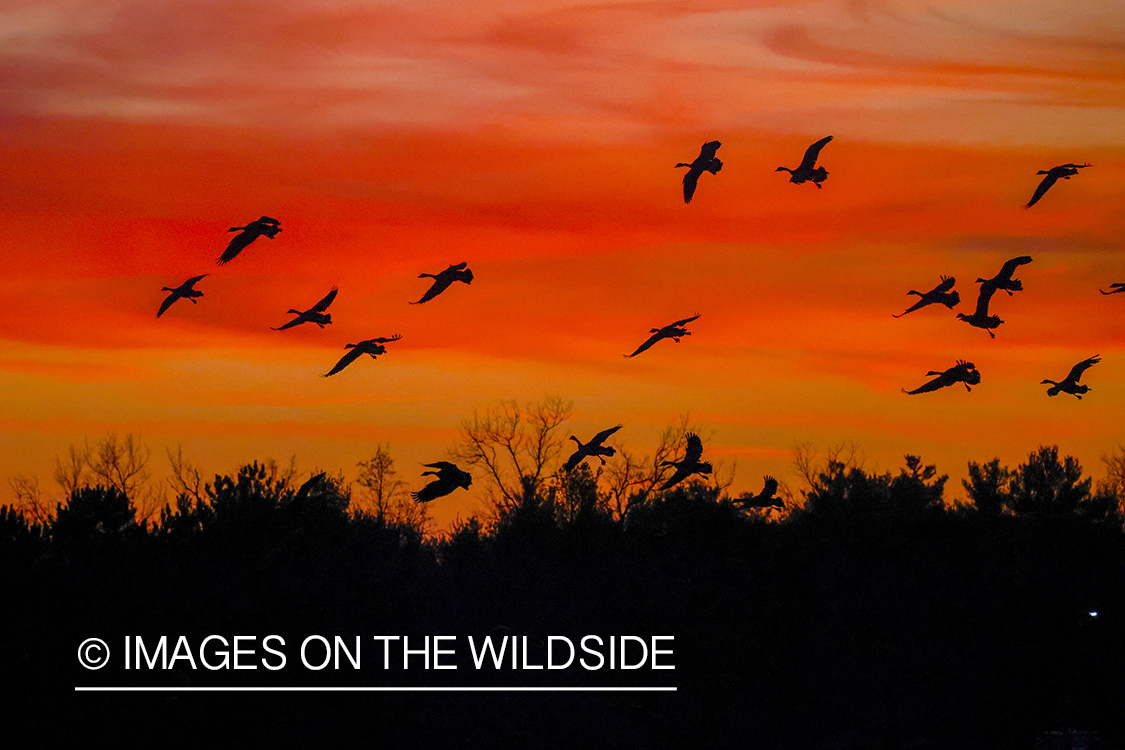 Canadian geese in flight at sunset.