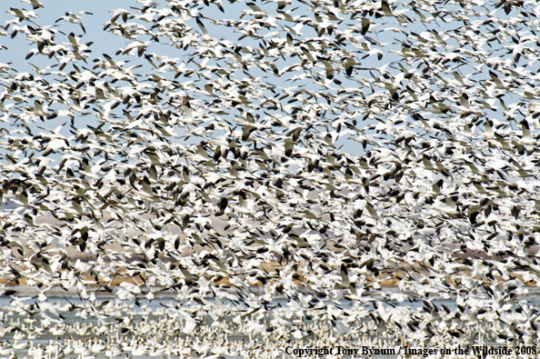 Snow Geese in habitat