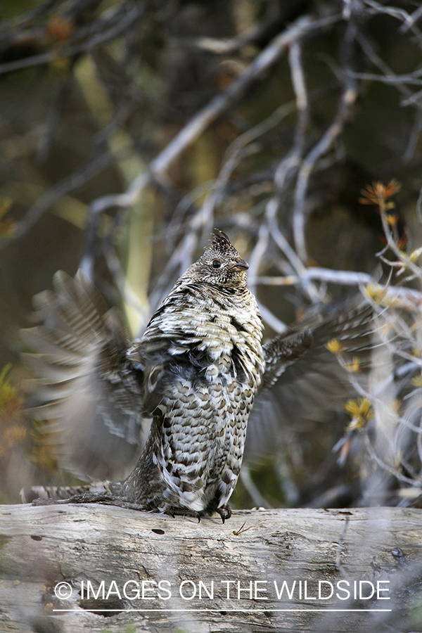 Male Ruffed grouse drumming in habitat.