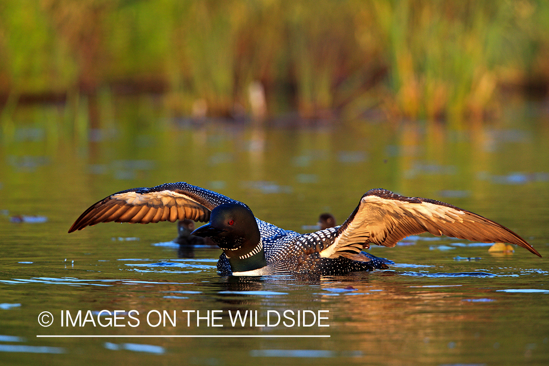 Common Loon with wings spread.