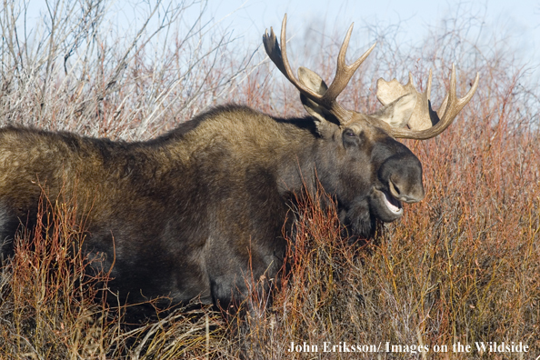 Shiras bull moose in habitat.