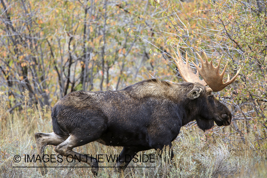 Shiras bull moose fleeing in habitat. 