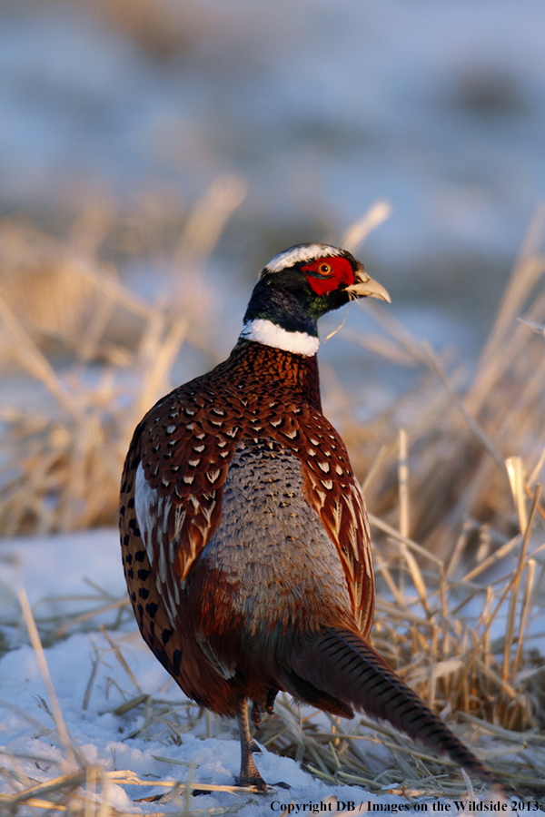 Ring-necked pheasant in habitat