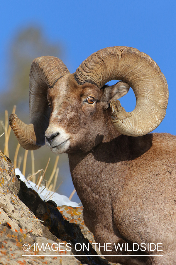 Bighorn sheep in habitat.