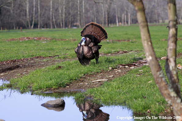 Eastern Wild Turkey in habitat