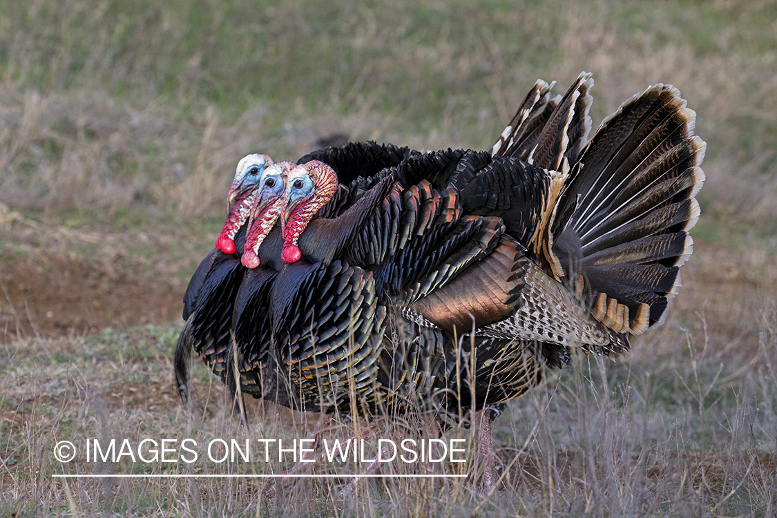 Flock of Rio Grande Turkeys in habitat.