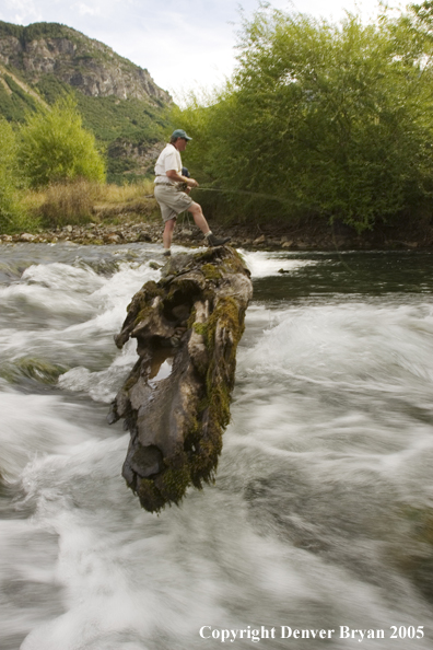 Flyfisherman fishing from log.