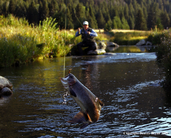 Flyfisherman with nice rainbow trout jumping