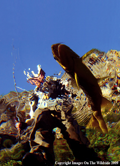 Flyfisherman with Brown Trout