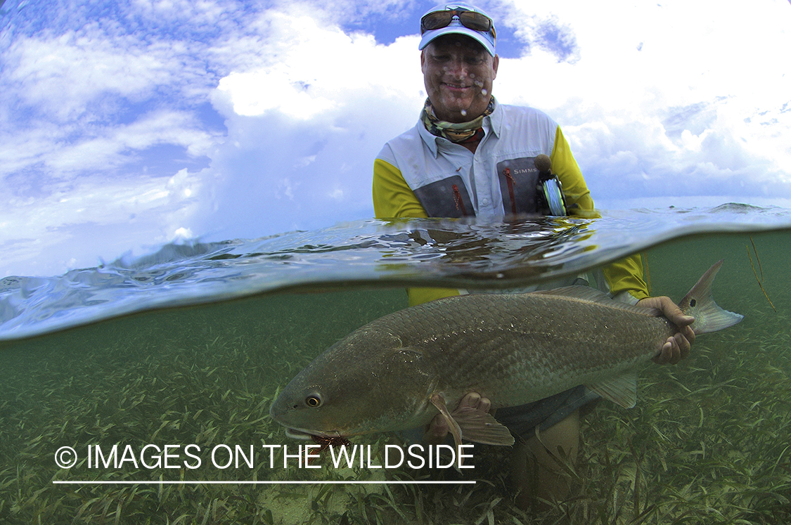 Flyfisherman releasing redfish.