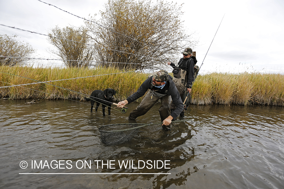 Flyfisherman crossing under barbwired fence.