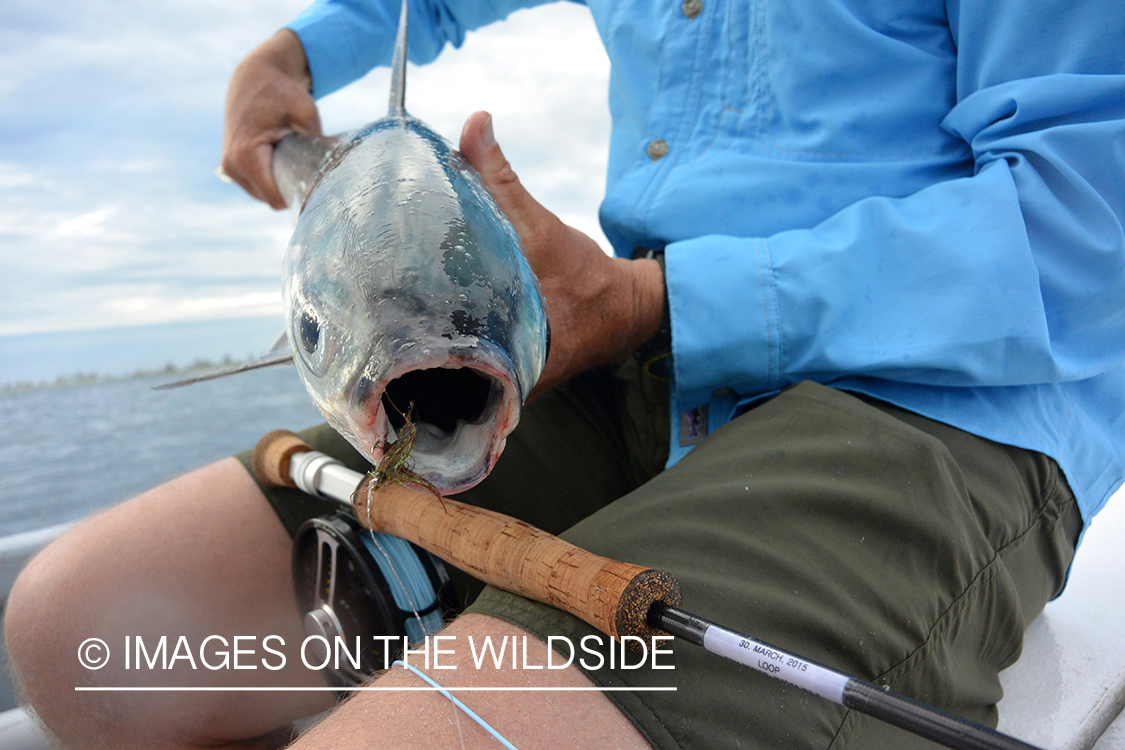 Flyfisherman with milkfish.