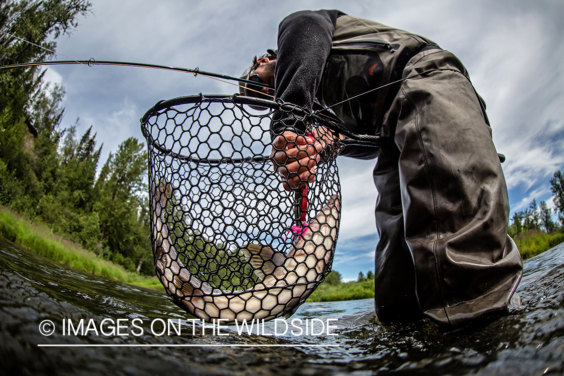 Flyfisherman releasing pink (humpy) salmon.