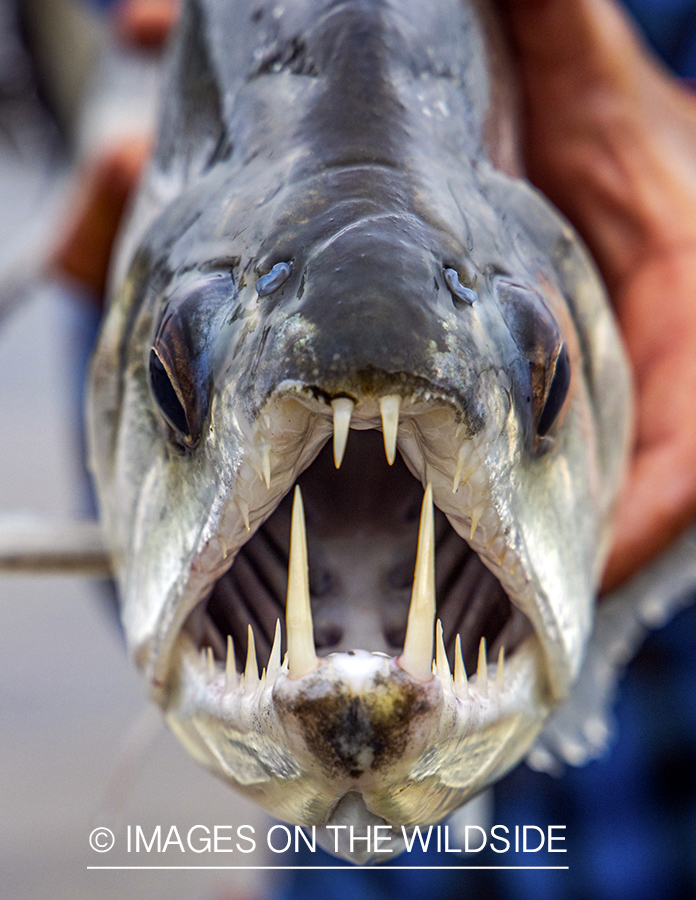 Payara close up.